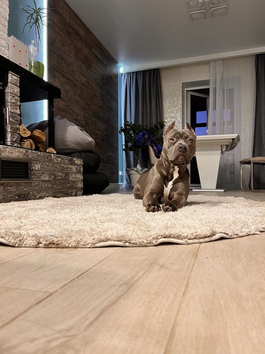 Пітбуль   в’язка