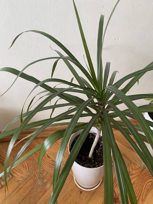 Продам вазон драцена