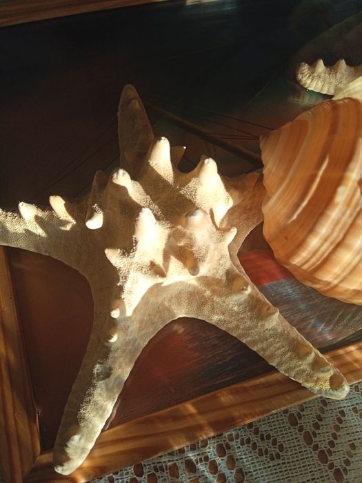 Witam mam na sprzedaż muszle do akwarium.