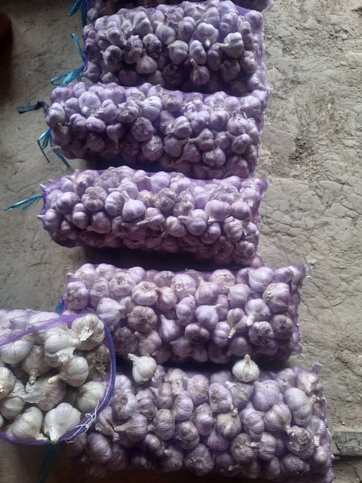 Часник великий і малий, сорт "Ірен"