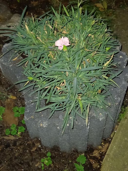 Gazony betonowe szare półksiężyc 3 sztuki