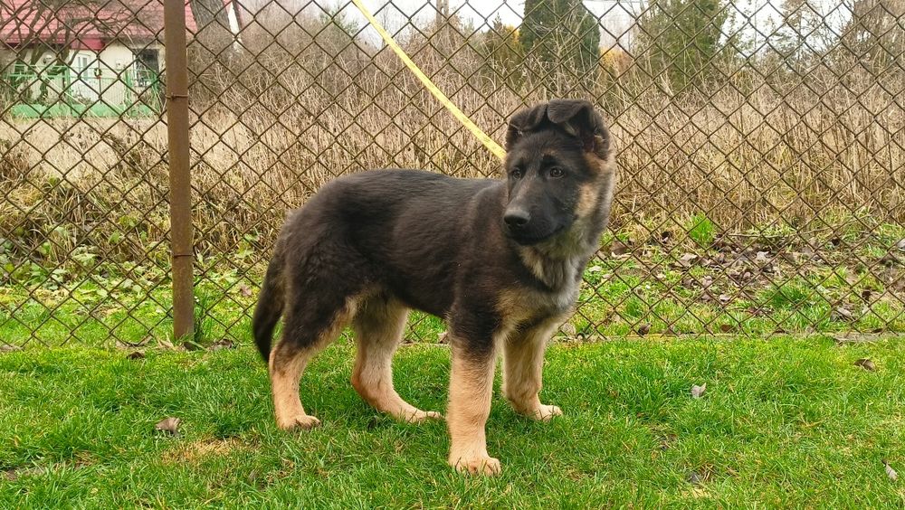 Owczarek niemiecki - piesek krótkowłosy