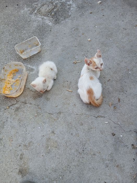 Para doação gatos