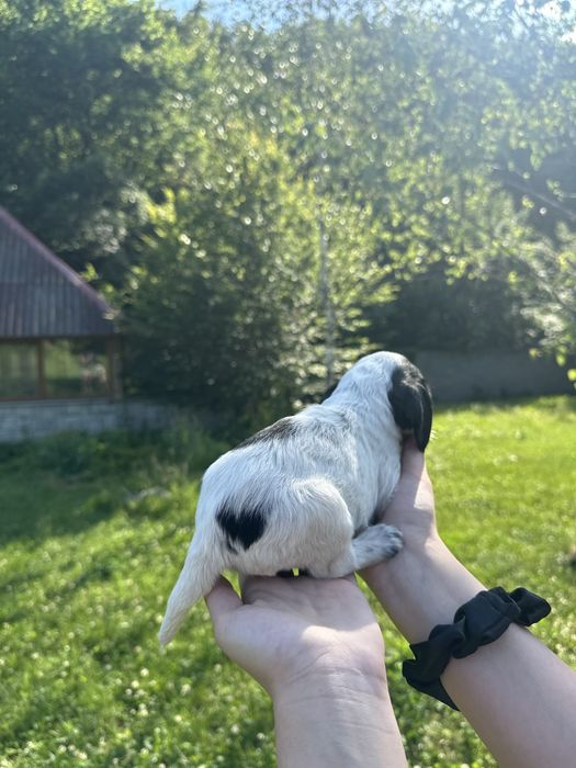 Цуценята кокер спанієлі