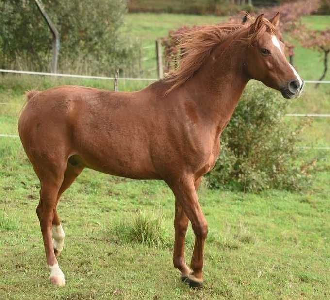 Belo e super cavalo Árabe á venda