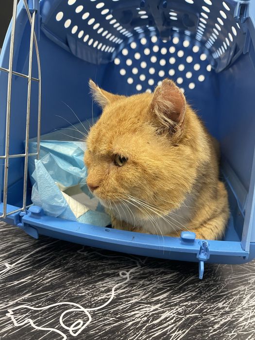 Rudy kocurek do adopcji