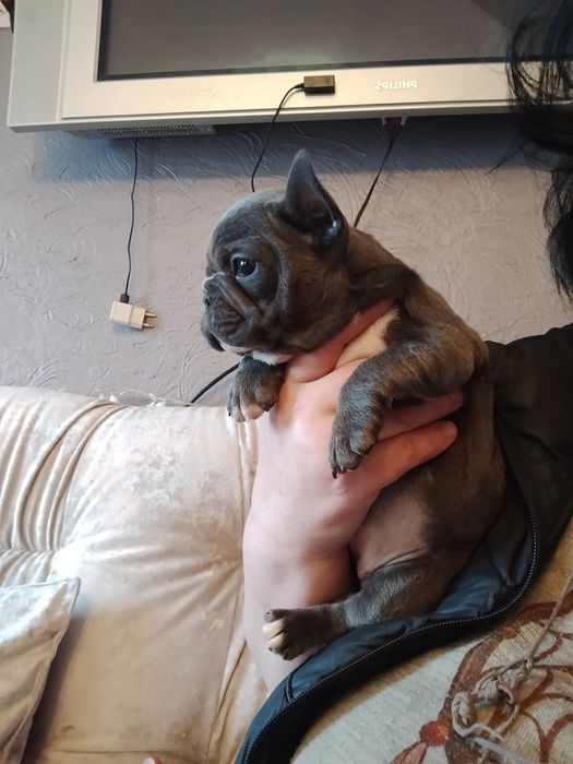 Голуба дівчинка французького бульдога