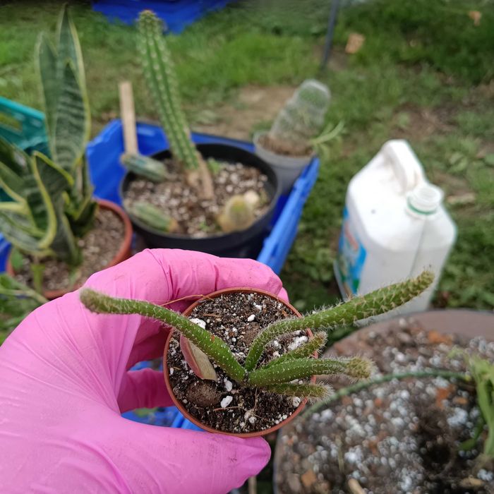 rhipsalis, patyczak sadzonka nr 1