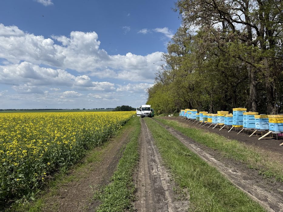 Продам пасіку вулики лисонь бджола бакфаст