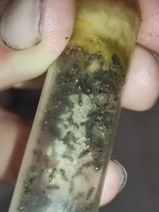 Lasius niger муравьи , черный садовый муравей 60+шт с расплодом