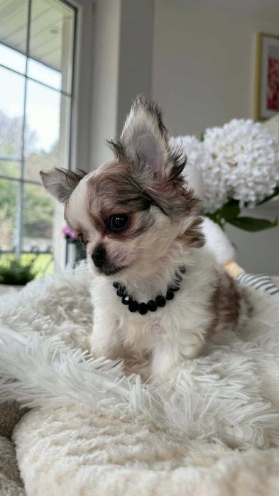 Dziewczynka Chihuahua Długowłosa Tricolor Miniaturka do 2kg Jasmina Rodowód Chip