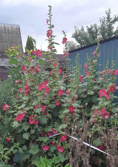 Продам кущову мальву Весна, Корінь.