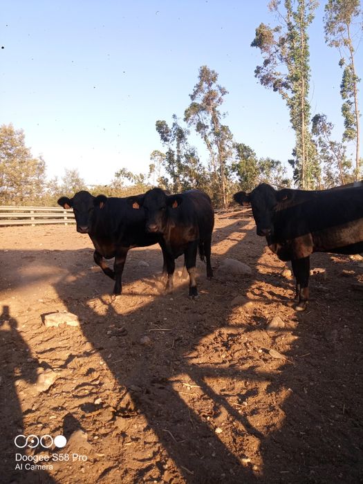 Vitelas cruzadas de Angus limosine