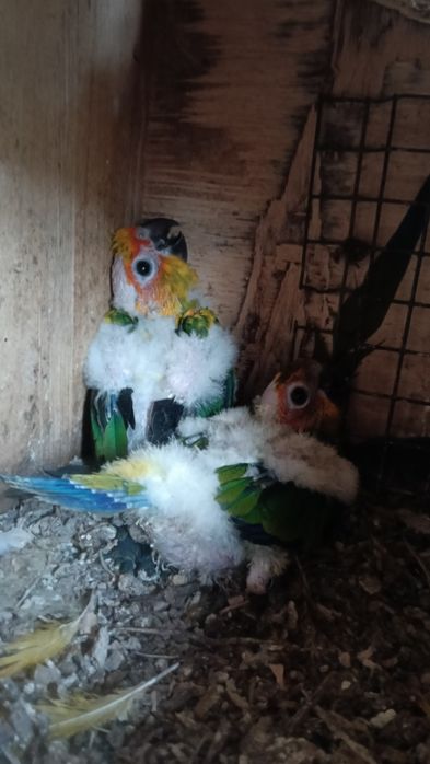 Aves em excelente estado