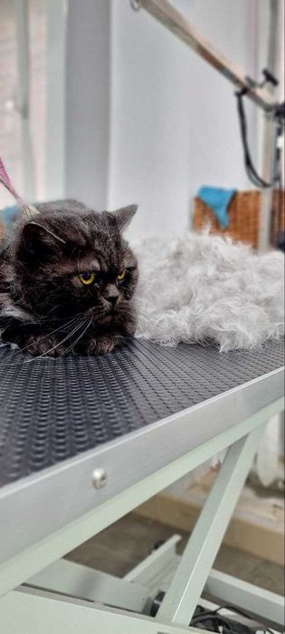 Грумінг котів у Львові  в грумінг салоні GO-GROOM