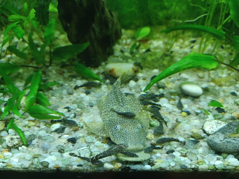 Młode zbrojniki niebieskie/ glonojady