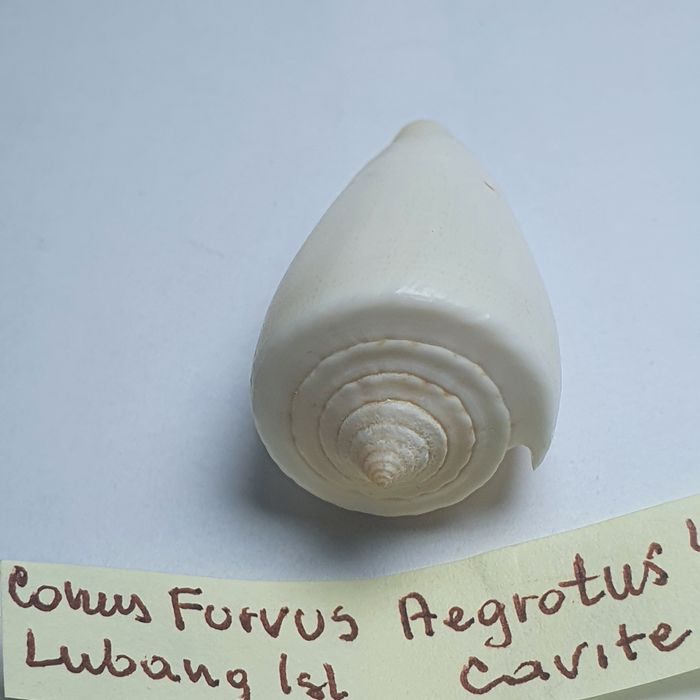 Conus Furvus Aegrotus