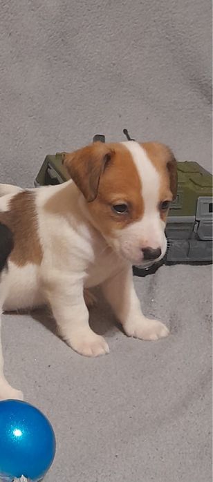 Неймовірні красені породи Джек Рассел