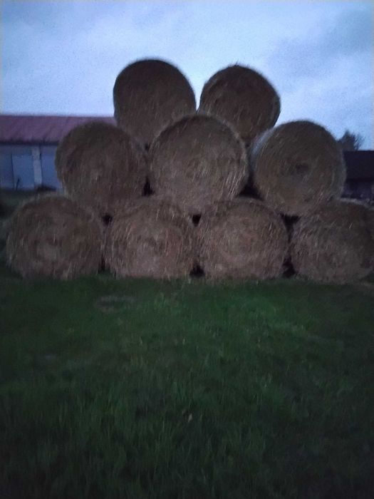 Sprzedam słomę przenną