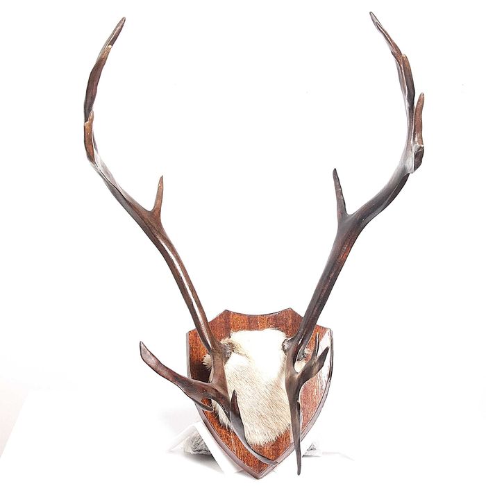 Роги північного оленя