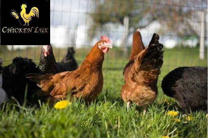 KURY NIOSKI młode kurki z jajkiem