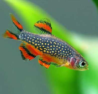 мікрорасбора галактика