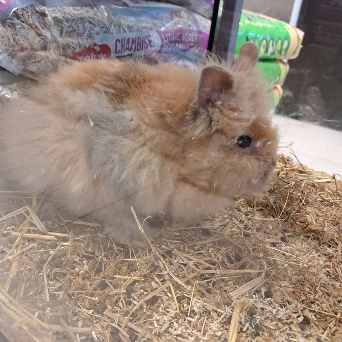 Królik karzełek w GRUBY KOCUR sklep zoologiczny w Rzeszowie