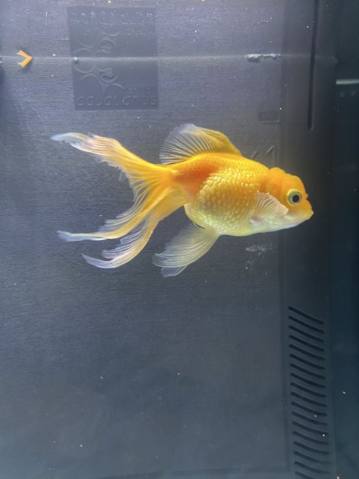 Kinguio pérola ( Pearlscale)