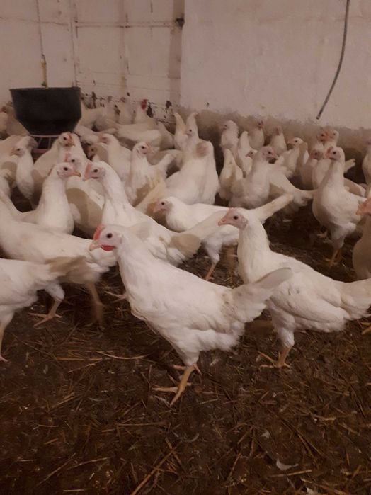 Kury nioski młode Rosa1 Rosa5 Dominant Leghorn Messa Dowóz Gratis