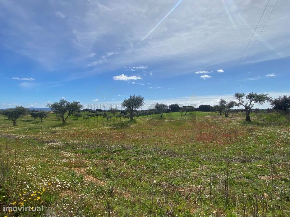 Terreno Rustico com Olival em Vila Nova de São Bento - Serpa