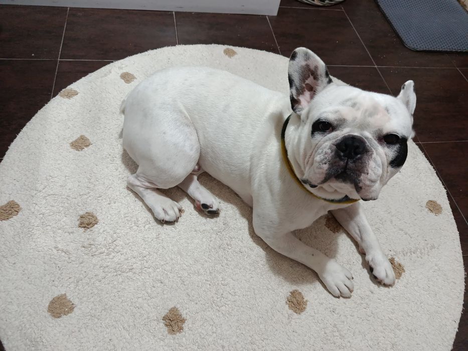 Procuro dono responsável para o meu cão