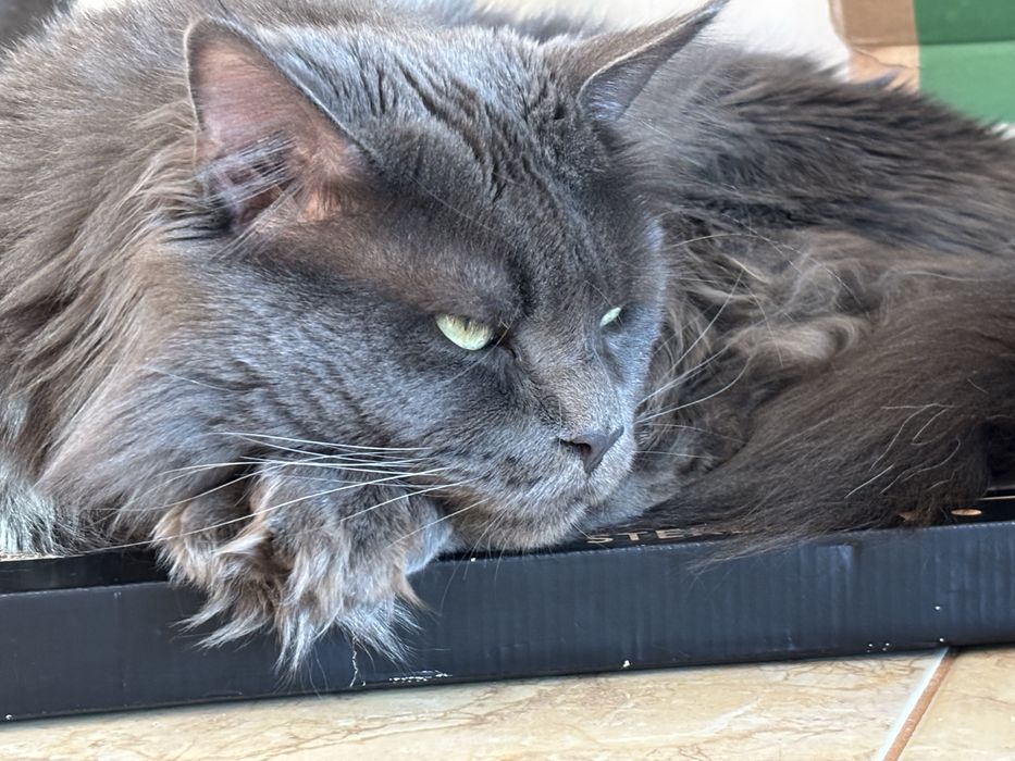 Kremowy kocurek Maine coon - REZERWACJA