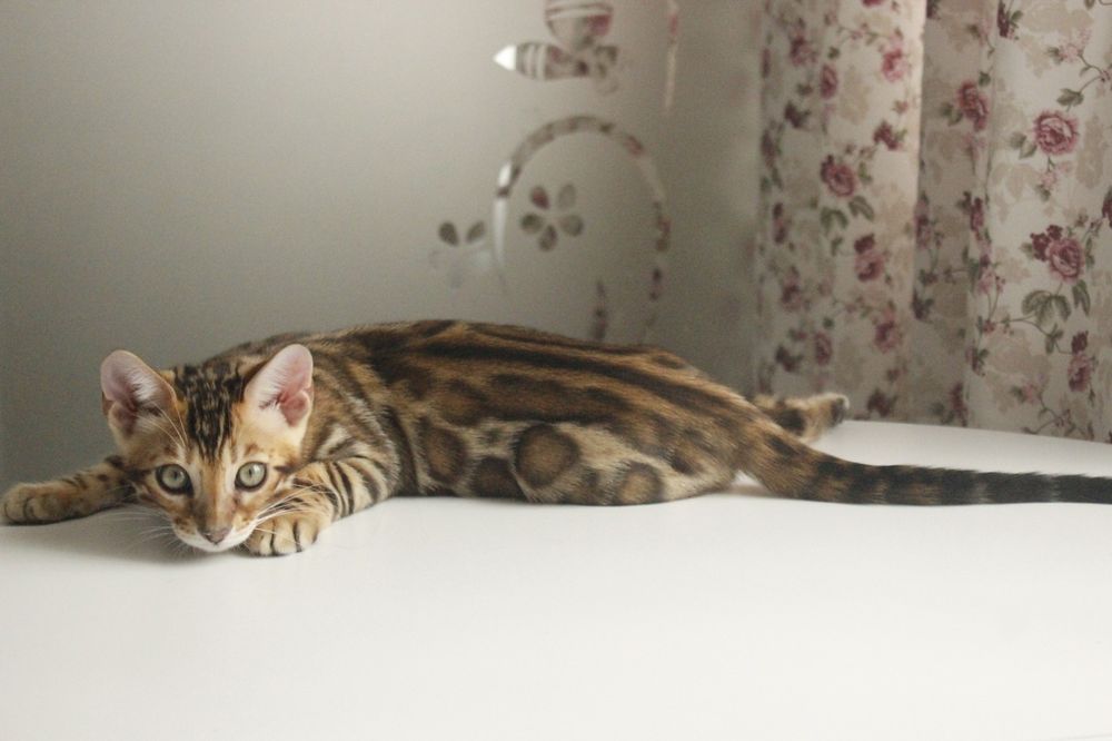 Бенгальські кошенята