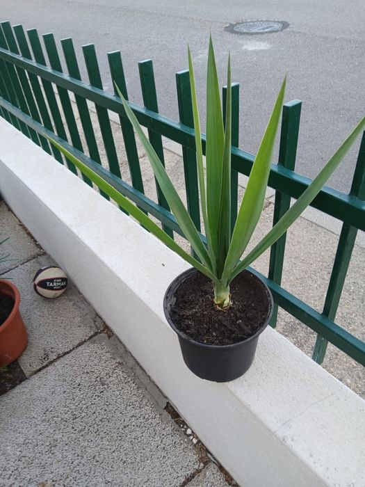 Planta yucca resistente e fácil de cuidar.