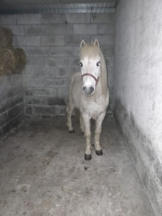 Pônei manso castrado