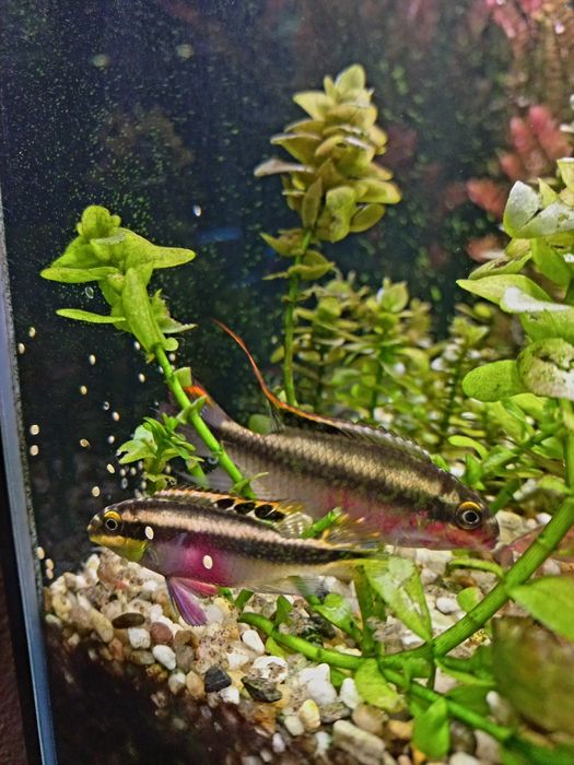 Barwniak Czerwonobrzuchy para z młodymi 8szt