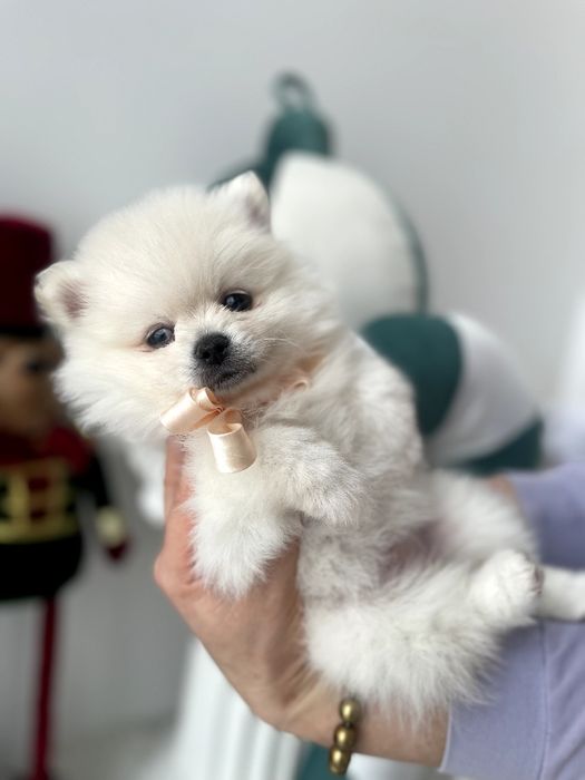 Померанські шпіци — Шукаєте щастя в пухнастому вигляді? Це вони!