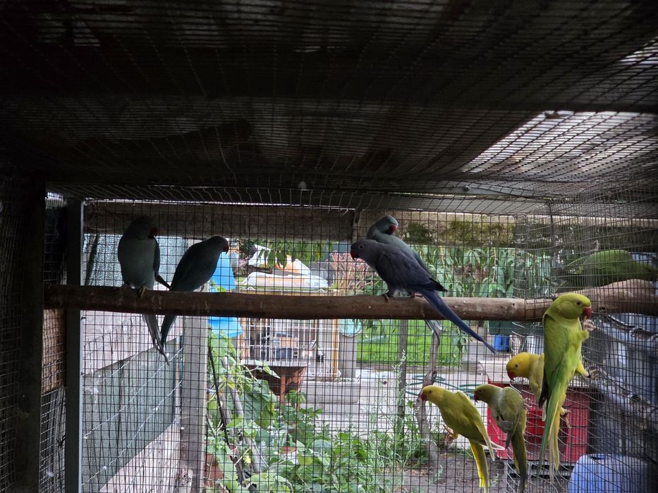 Ringnecks 2025/2026