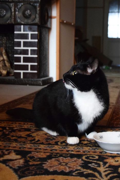 MIA kotka do adopcji