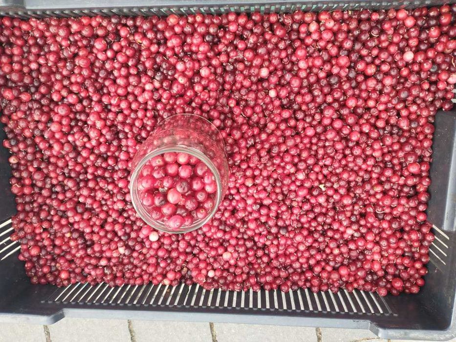 Żurawina leśna miód jagody dżem syrop sok