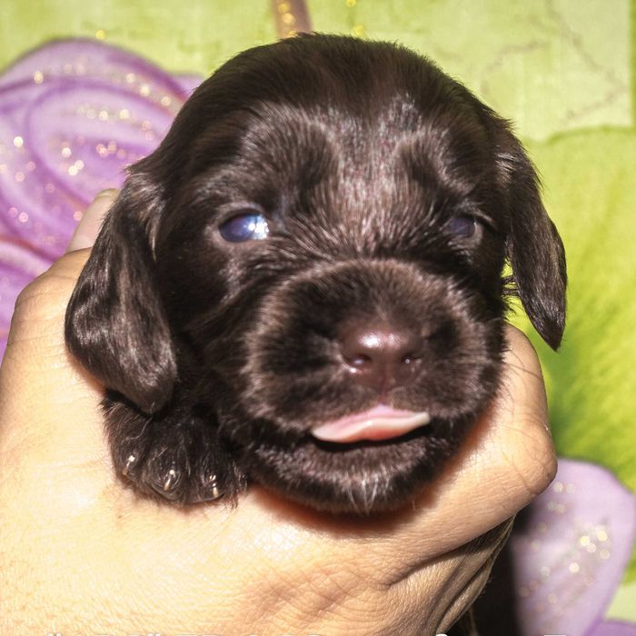 Щенки (цуценята) английского кокер спаниеля редкого шоколадного окраса