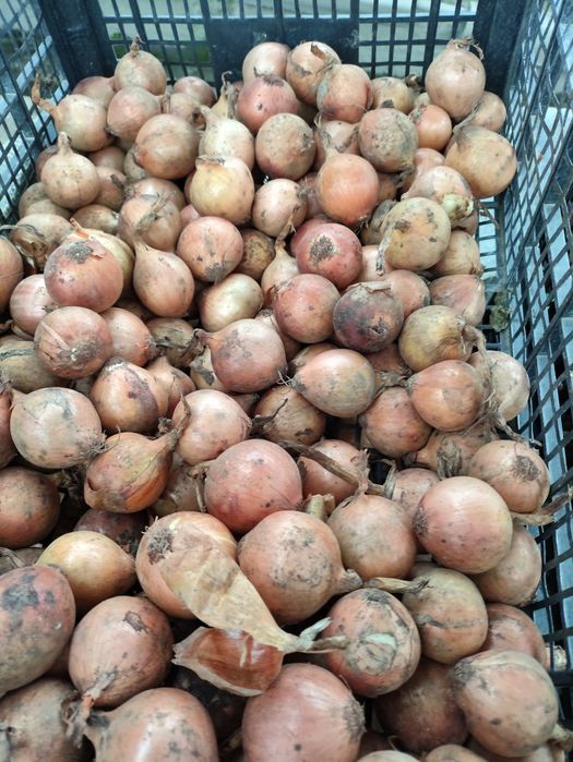 Cebula żółta 10 kg -12 zł