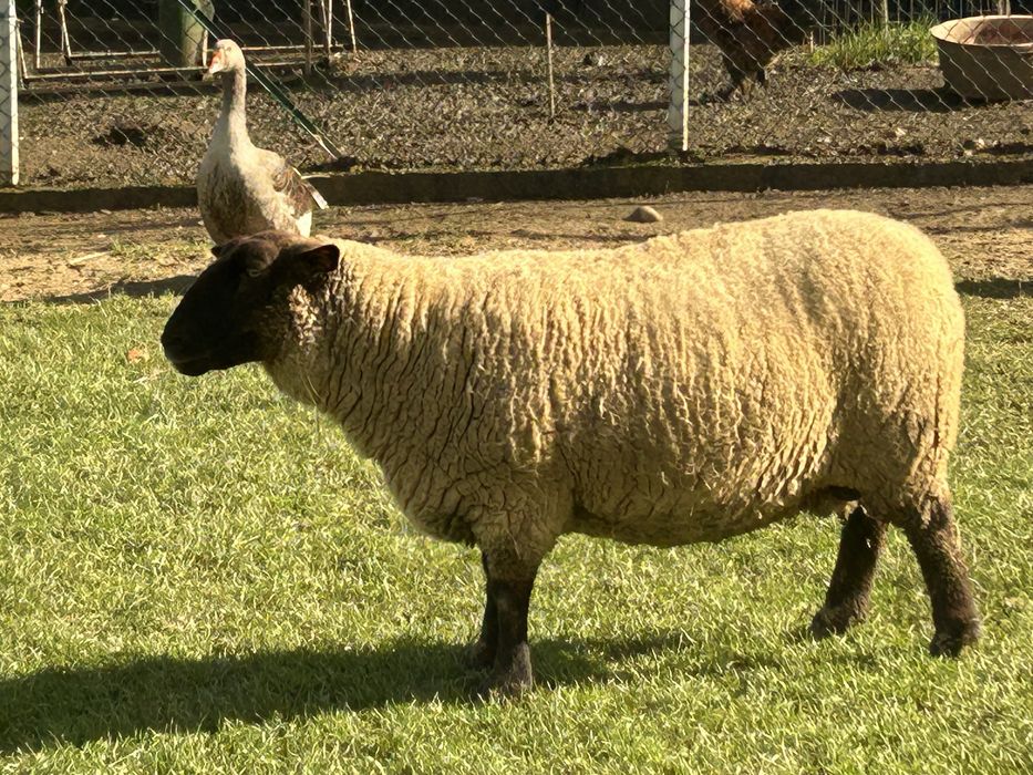 Vendo rebanho suffolk