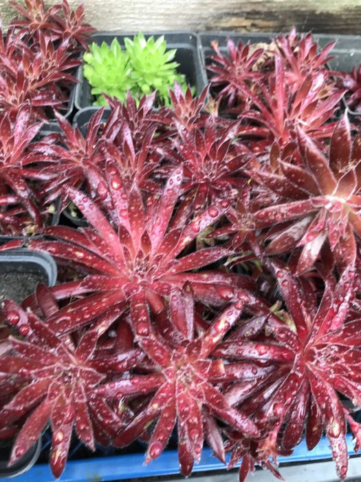 Кам‘яна роза, молодило