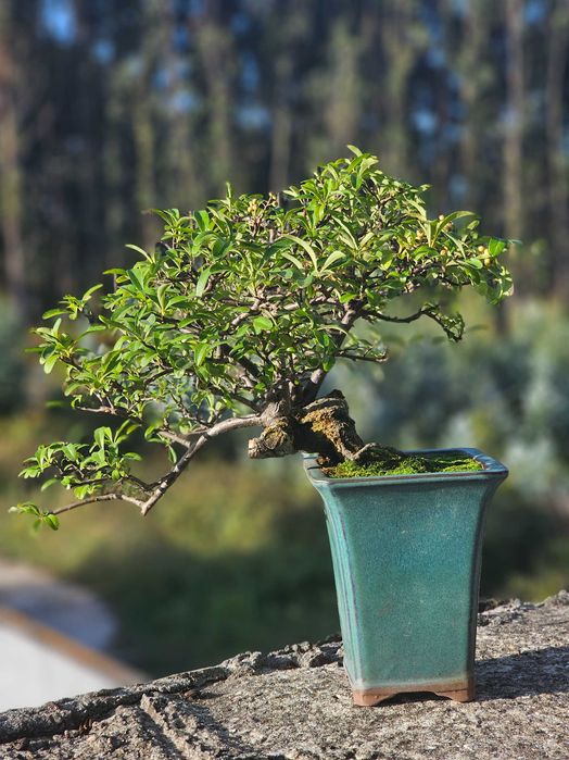 Bonsai pyracantha