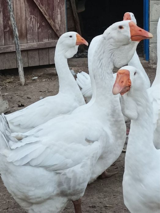 Гуси холмогори