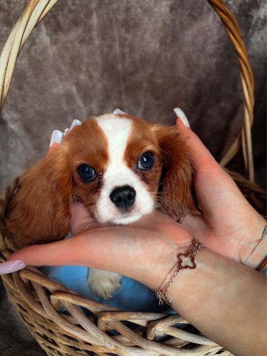 Piękny Cavalier po szkoleniu behawioralnym rodowód WIELOPOKOLENIOWY