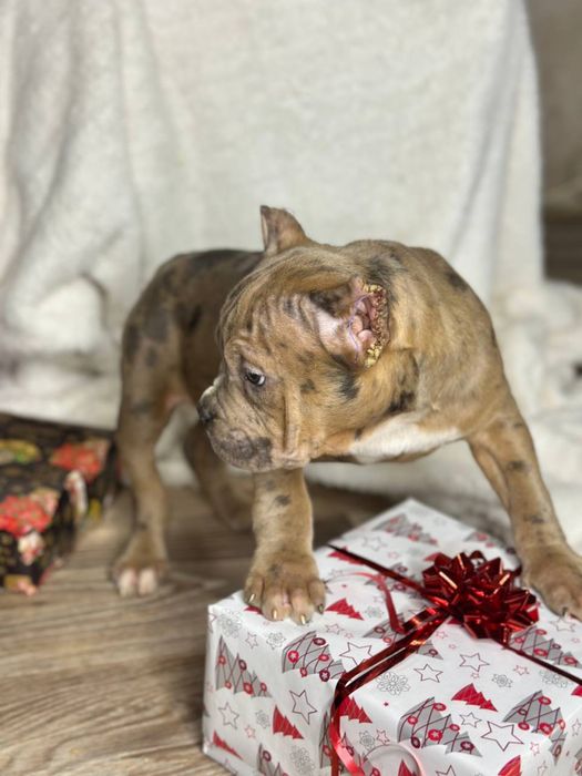 Американський буллі мрамор