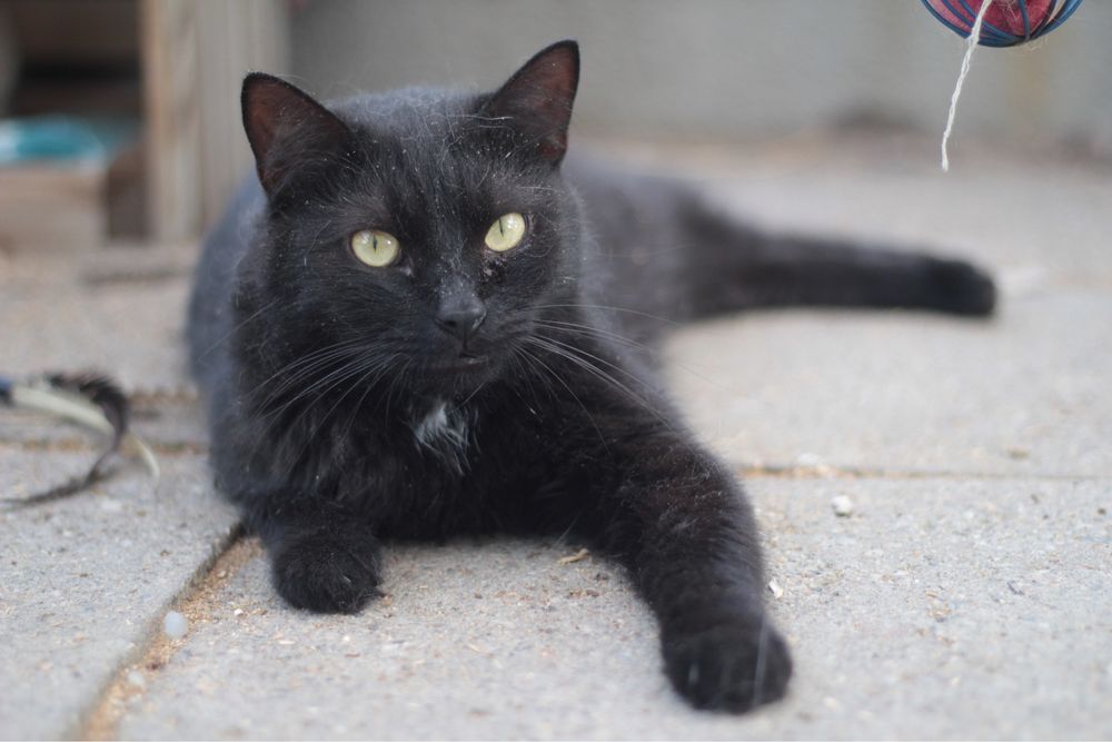 Czy ten piękniś ma jeszcze szansę na prawdziwy dom?