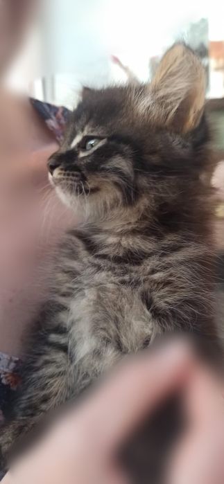 Котики в добрі руки. Пухнасте щастя.